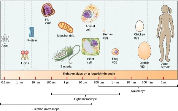 Nanotechnology in Agriculture