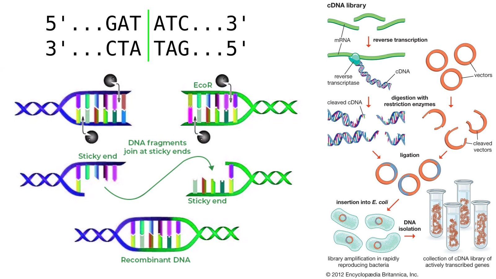 Recombinant DNA Technology